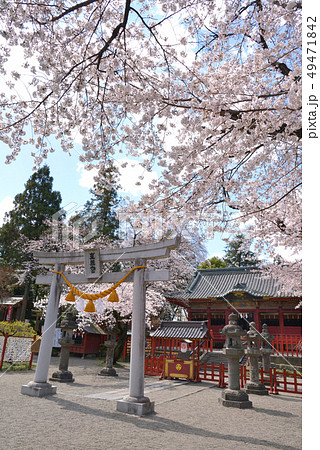 桜満開の世良田東照宮 49471842