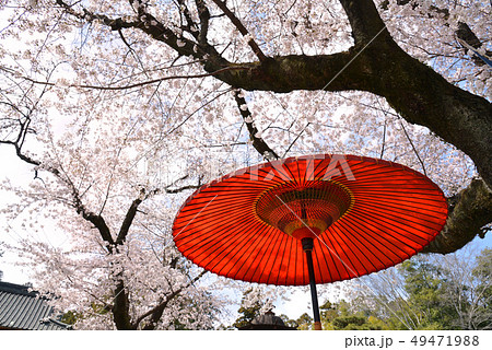桜満開の世良田東照宮 桜満開の世良田東照宮 49471988