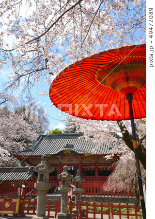 桜満開の世良田東照宮 49472089