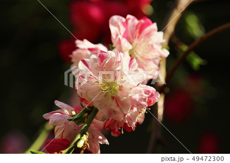 しだれ源平桃の花 49472300