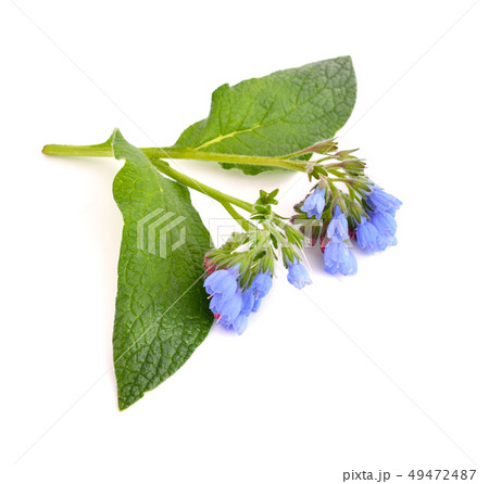 Symphytum (comfrey) 49472487