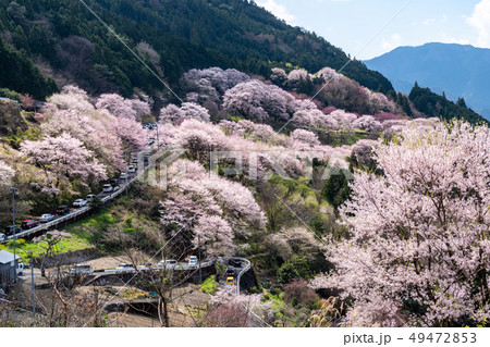 桜集落からの眺め 桜集落からの眺め 49472853