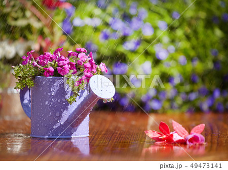 Gardening, watering the plants 49473141