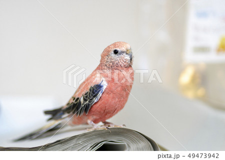 アキクサインコの写真素材