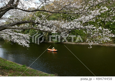 福岡堰 桜 福岡堰 桜 49474450