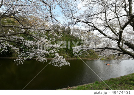 福岡堰　桜 49474451