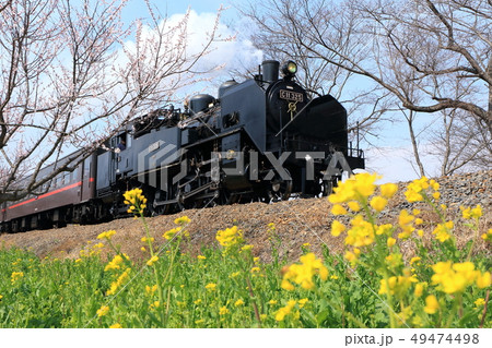 SLと菜の花咲く沿線風景 49474498