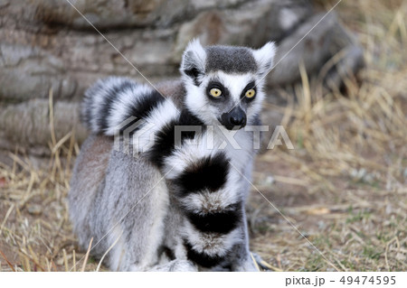 ワオキツネザル キツネザル サル モンキー 野生猿 の写真素材