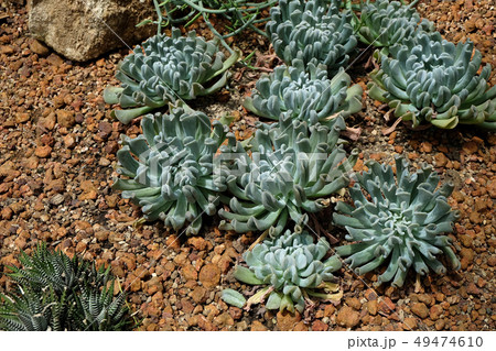 Arrangement of the Succulents and cactus 49474610