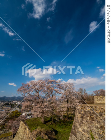 桜の名所 津山城跡 桜の名所 津山城跡 49474750