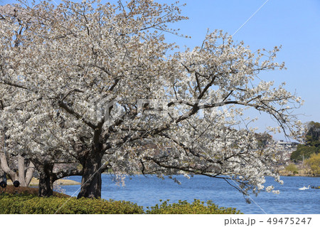 春の千波湖 茨城県水戸市の写真素材