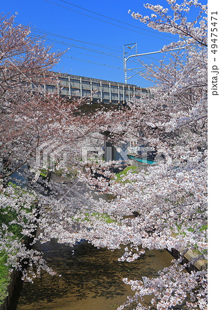 【神奈川県】元住吉渋川沿の桜並木 【神奈川県】元住吉渋川沿の桜並木 49475471