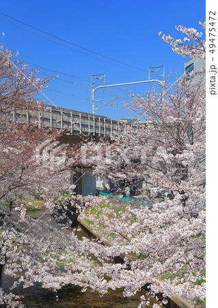 【神奈川県】元住吉渋川沿の桜並木 【神奈川県】元住吉渋川沿の桜並木 49475472