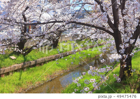 【神奈川県】元住吉渋川沿の桜並木 【神奈川県】元住吉渋川沿の桜並木 49475476