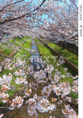 【神奈川県】元住吉渋川沿の桜並木 49475481