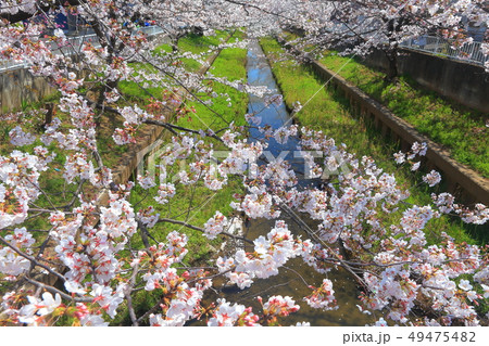 【神奈川県】元住吉渋川沿の桜並木 49475482