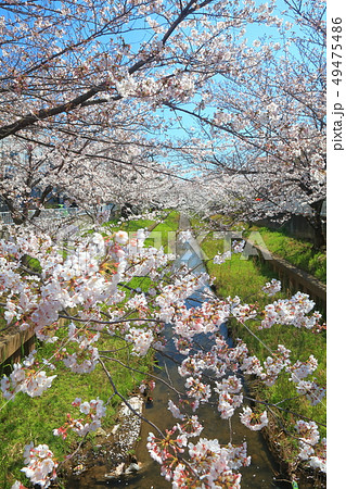 【神奈川県】元住吉渋川沿の桜並木 【神奈川県】元住吉渋川沿の桜並木 49475486
