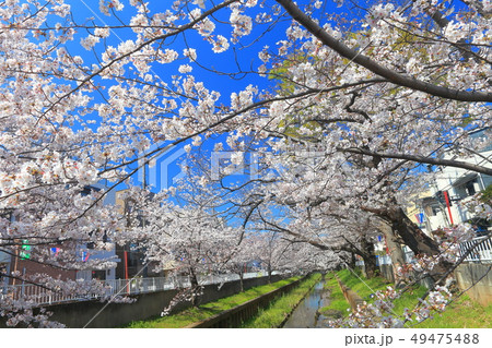 【神奈川県】元住吉渋川沿の桜並木 【神奈川県】元住吉渋川沿の桜並木 49475488