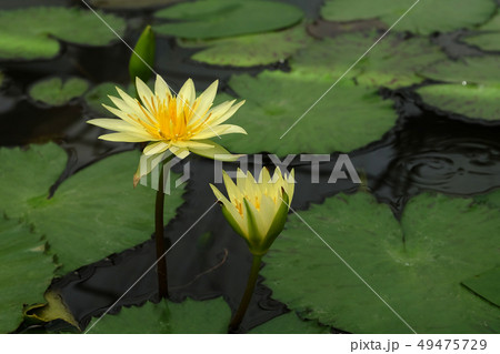 Beautiful lotus blooming  of natural  49475729