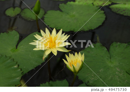 Beautiful lotus blooming of natural Beautiful lotus blooming of natural 49475730