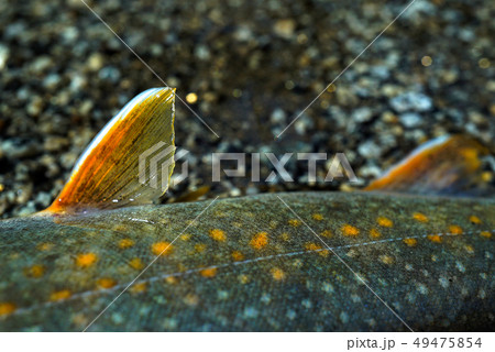 丹波川水系のイワナ 49475854