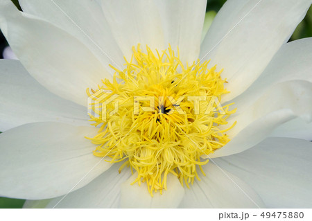 Beautiful lotus blooming  of natural  49475880