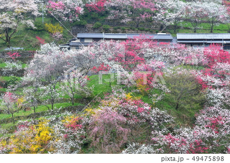 上久喜（かみくき）の花桃 49475898