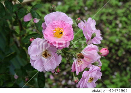 Beautiful roses Bush in garden roses for Valentine 49475965