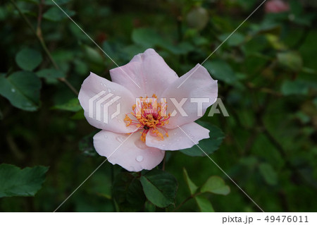 Beautiful roses Bush in garden roses for Valentine Beautiful roses Bush in garden roses for Valentine 49476011