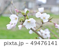 さくら 49476141