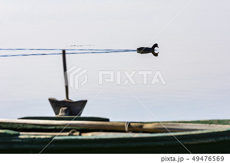 Moorhen in the calm lagoon at dawn. 49476569