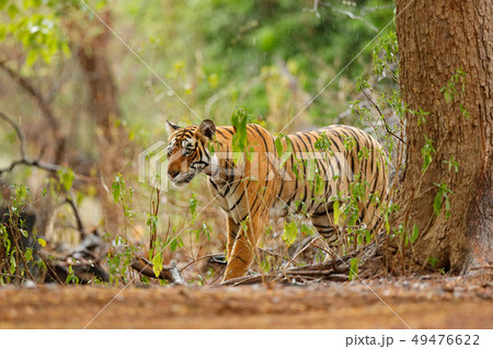 Tiger walking in green vegetation Tiger walking in green vegetation 49476622