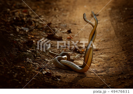 Indian rat snake, Ptyas mucosa. 49476631