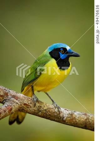 Green Jay, Cyanocorax yncas, wild nature, Belize 49476636