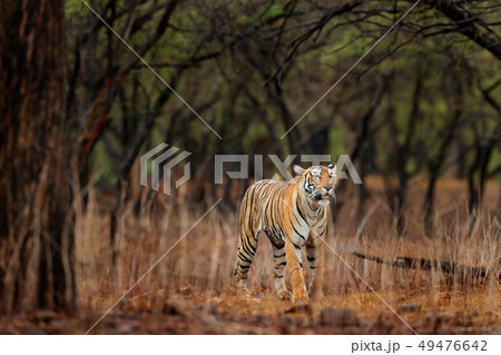 Tiger walking in old dry forest. 49476642