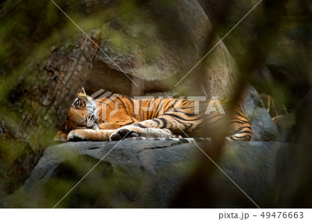 Tiger lying in green vegetation 49476663