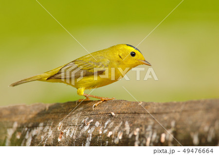 Yellow warbler, Belize. Tanager in the nature 49476664