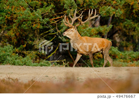 Red deer, rutting season, Hoge Veluwe Red deer, rutting season, Hoge Veluwe 49476667