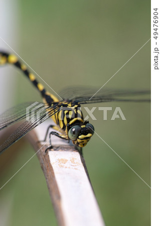 ウチワヤンマ 49476904