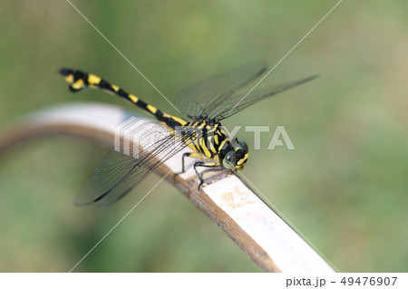 ウチワヤンマ 49476907