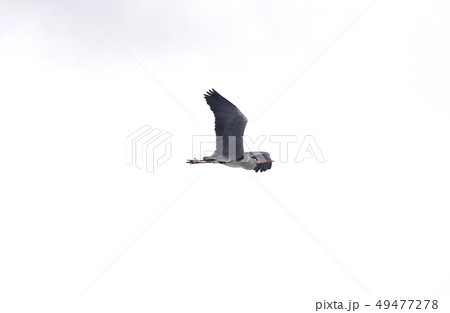 アオサギの飛翔 49477278