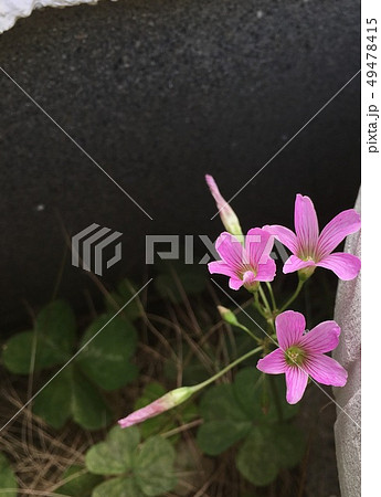クローバーのピンクの花の写真素材