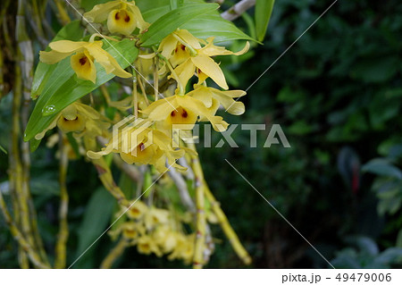黄色のインドボダイジュ（コピースペース有り） 49479006