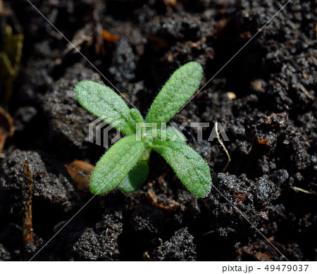 rosemary seedlings images