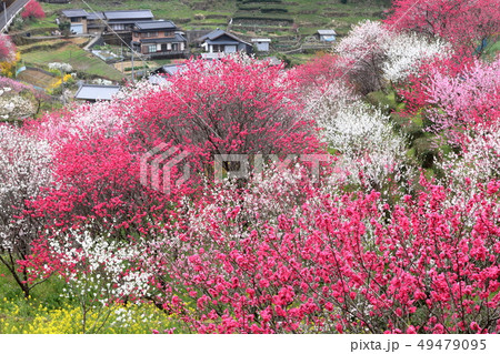 咲き誇る上久喜（かみくき）の花桃 49479095
