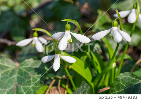 White spring flowers snowdrops White spring flowers snowdrops 49479383