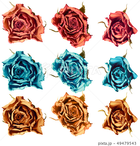 バラ 枯れ た 花 イラスト Homu Interia