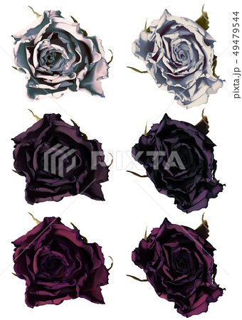 枯れた薔薇セット 002のイラスト素材