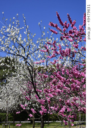 京都御苑　桃園（桃の花） 49479631