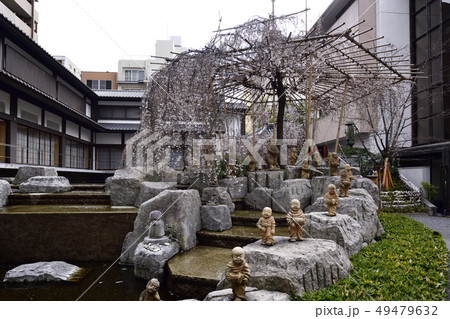 六角堂(頂法寺) 御幸桜 六角堂(頂法寺) 御幸桜 49479632